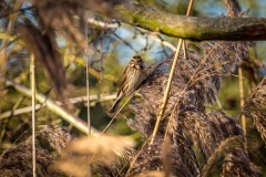 Waters Edge Country Park, reed bunting