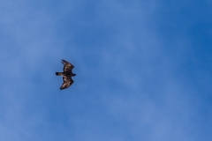 Golden eagle Harris