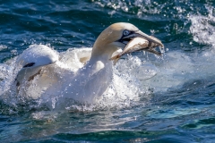 Yorkshire Belle, Bempton Cliffs, gannet