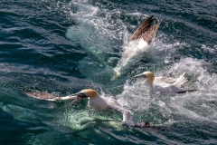 Yorkshire Belle, Bempton Cliffs, gannet