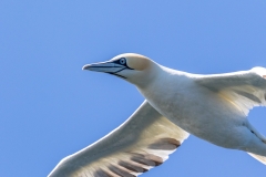 Yorkshire Belle, Bempton Cliffs, gannet