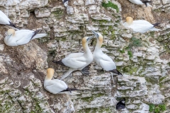 Bempton gannets