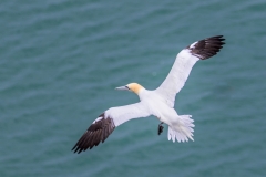 Bempton Cliffs gannet