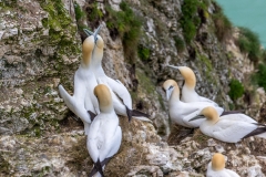 Bempton Cliffs gannets