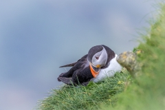 Bempton Cliffs puffin