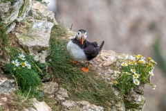 Bempton Cliffs, puffin