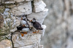 Bempton Cliffs, puffin