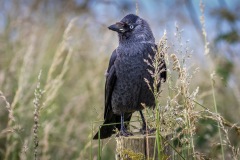 Jackdaw