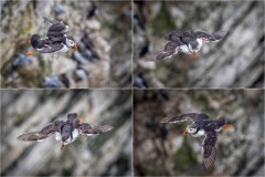 Bempton Cliffs, puffin