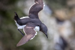 Razorbill