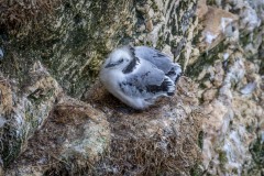 Kittiwake chick