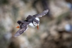 Bempton Cliffs, puffin