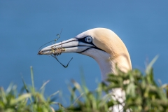 Bempton Cliffs gannet