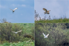 Barn owl Bempton