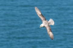 Fulmar Bempton