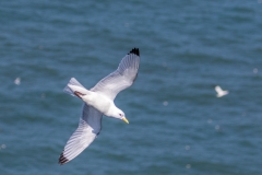 Kittiwake Bempton