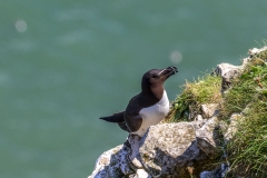 Bempton Cliffs razorbill