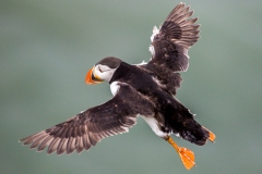 Bempton Cliffs puffin