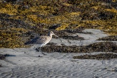 Curlew