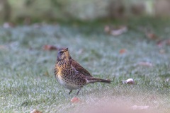 Fieldfare