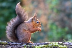 Red squirrel