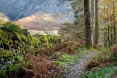 Lanthwaite Wood