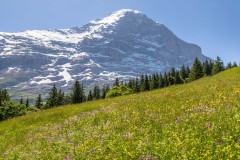 Eiger, meadows