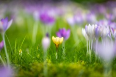 crocus