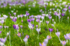 crocus