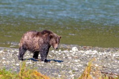 Bute Inlet, grizzly bear