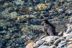 Brown dipper