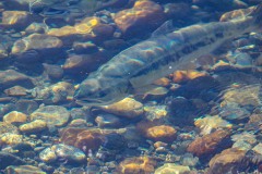 Chum Salmon