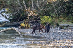 Bute Inlet, grizzly bear