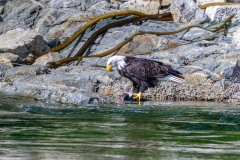 Bald eagle