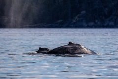 Humpback whale