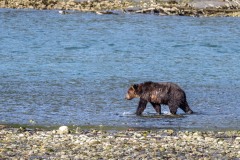 Bute Inlet, grizzly bear