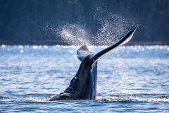 Humpback whale