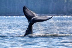 Humpback whale