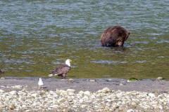 Bute Inlet, grizzly bear, bald eagle