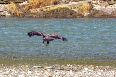 Bute Inlet, bald eagle