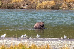 Bute Inlet, grizzly bear