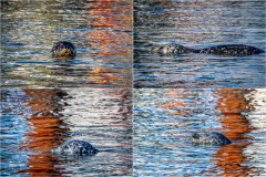 Campbell river, harbour seals