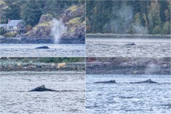 Chimainus, humpback whales