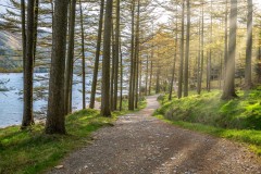 Buttermere, Burtness Wood