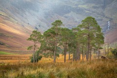 Buttermere pines, Warnscale Bottom