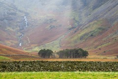 Buttermere pines, Warnscale Bottom