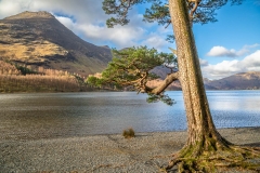 Buttermere pine