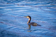 cormorant or shag