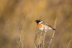 Stonechat