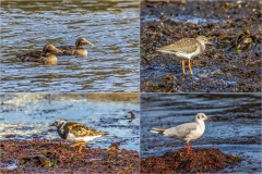 Craster Harbour birds